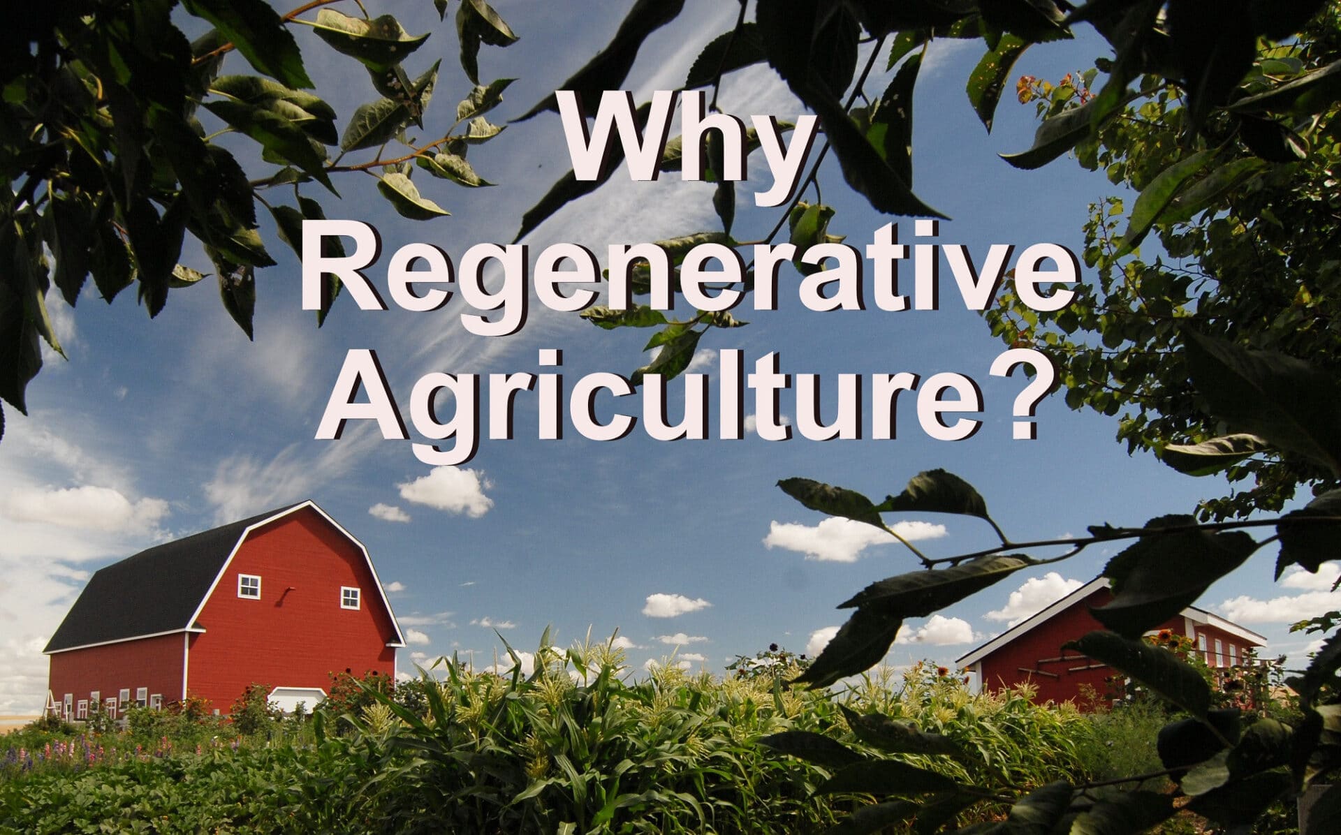 Why Regenerative Agriculture