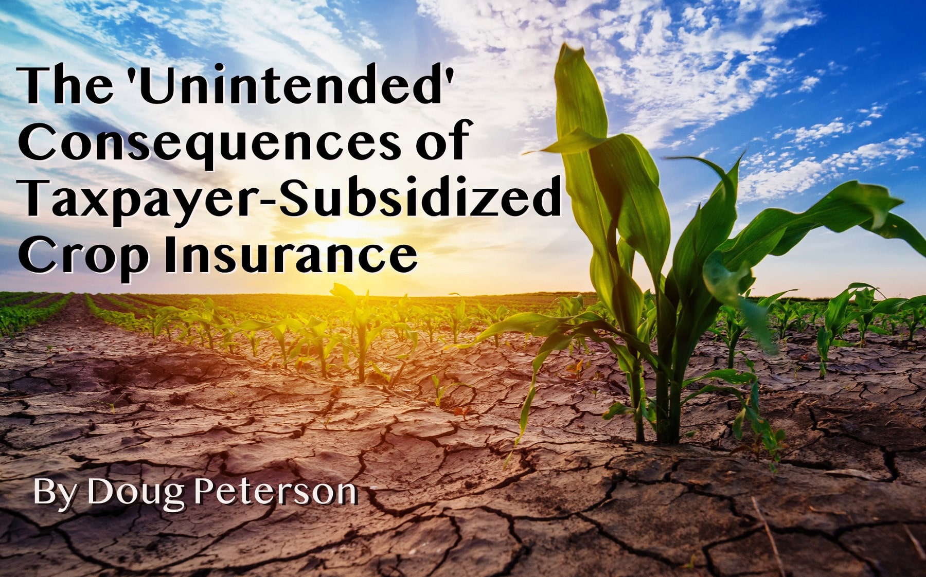 The ‘Unintended’ Consequences of Taxpayer-Subsidized Crop Insurance