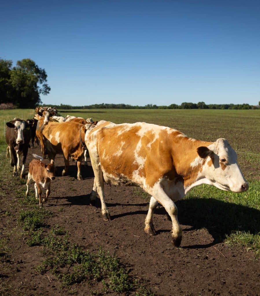Schmitz Dairy Dairy Cows