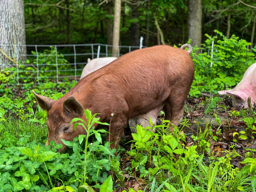 Horstmann Cattle Pig