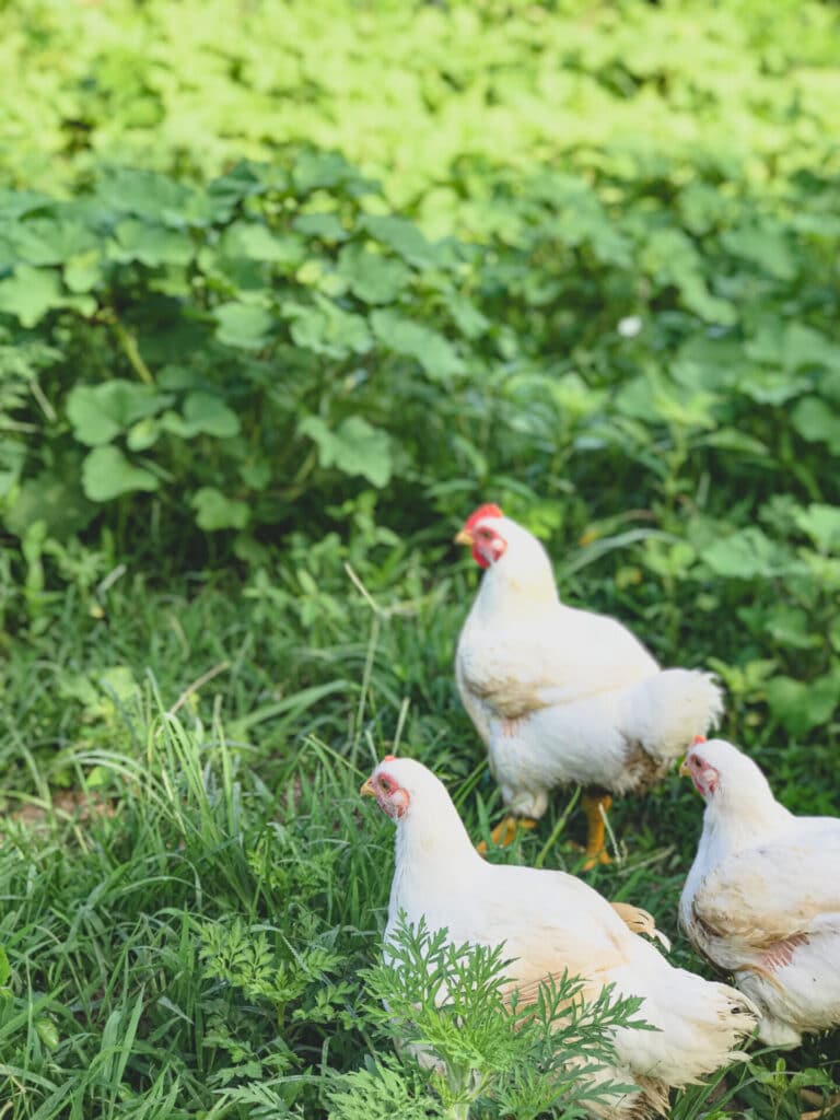 Horstmann Cattle chicken