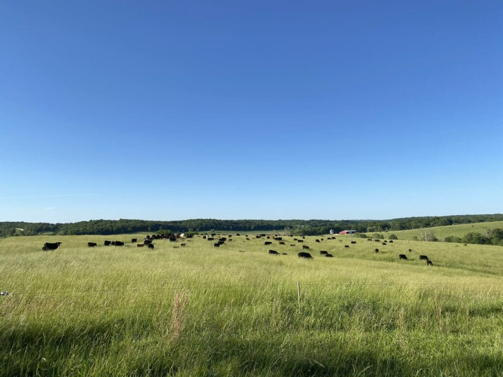 Horstmann Cattle cow