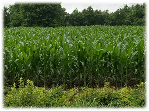 Picture 2: Field 1 - Regenerative Corn