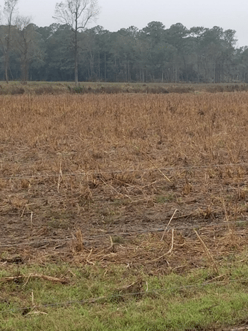 Picture5: Pasture conditions after the hurricane