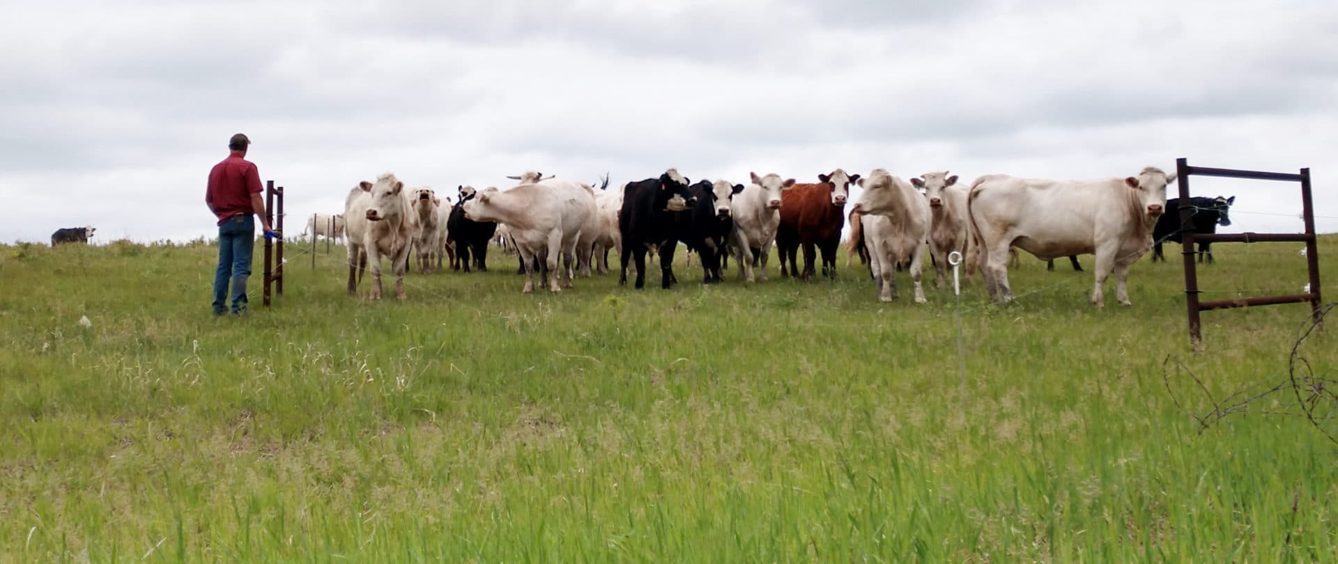 After implementing the soil health principles he learned at the Soil Health Academy schools, things are turning around for the Schnuelles, who operate a 300-head, mostly grass-fed operation near Plymouth, Nebraska. 