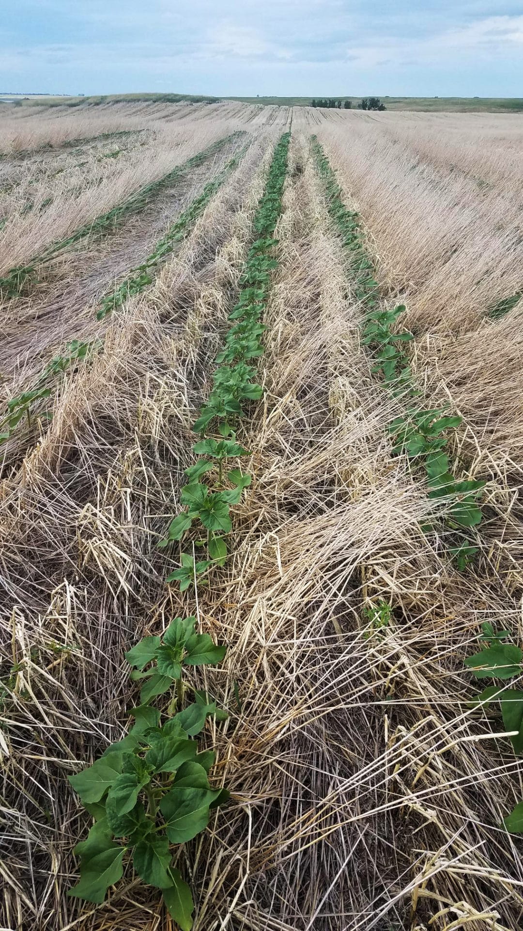 “This photo shows sunflowers growing in last years stripped off winter wheat stubble. You can also see last fall’s barley, sweet clover and radish cover residue.” – Brandon Bock