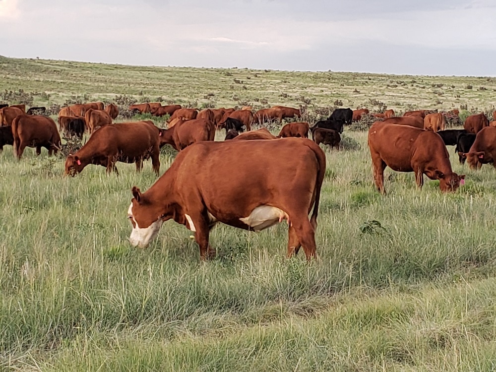 Cows grazing at CS Ranch