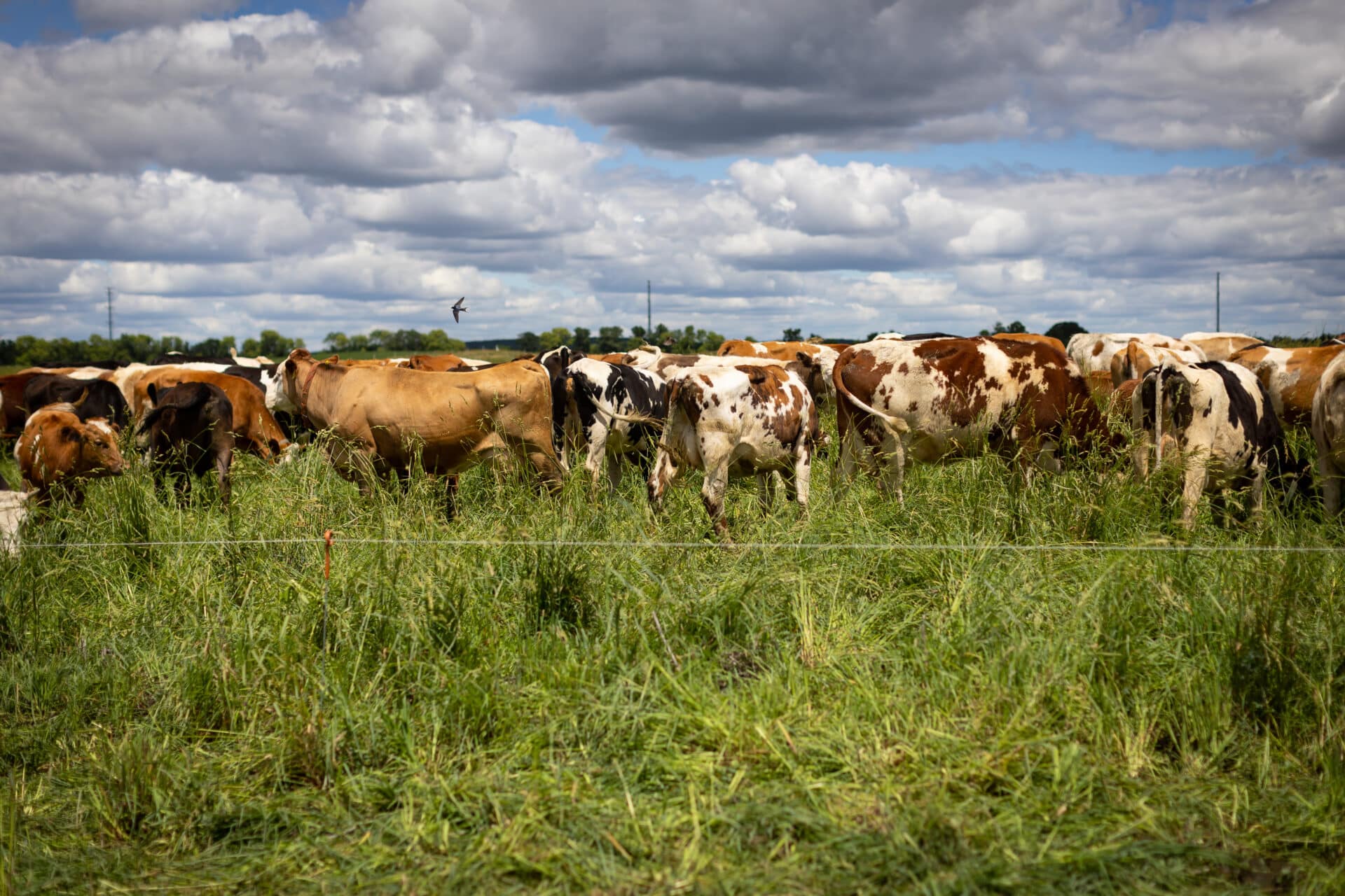 Dairy Cows Grazing