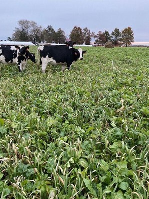 Dairy Heifers on cover crops