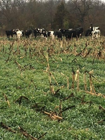 Heifers grazing cover crops