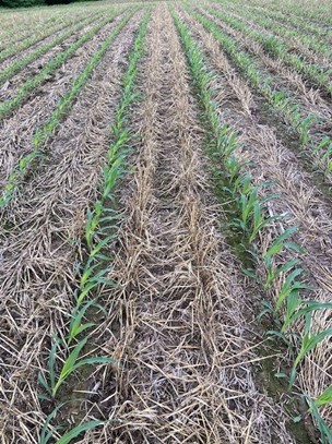 Corn planted into covers