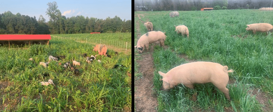 Pasture Pigs