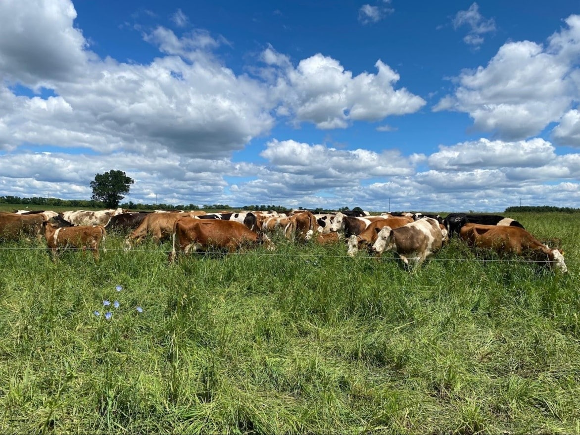 Derek’s cows grazing highly diverse perennial pastures.