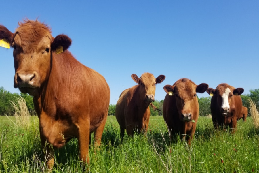 Steers closeup (1)