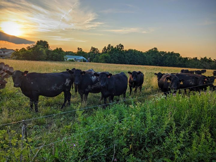 Grass fed beef at Hays Family Farm