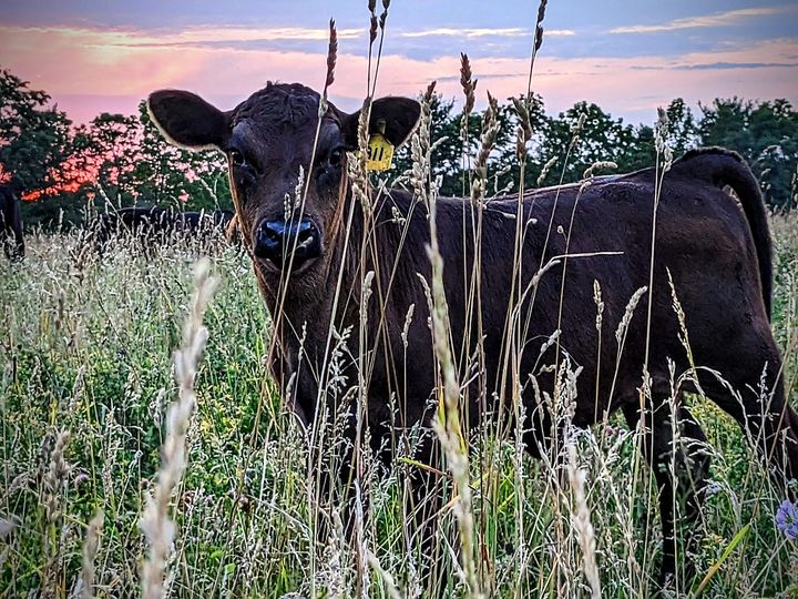 Grass fed beef at Hays Family Farm