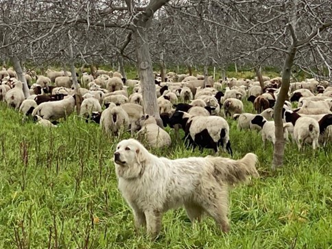 Guardian Dog Guarding the Sheep
