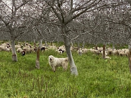 Livestock at Unruh Farms