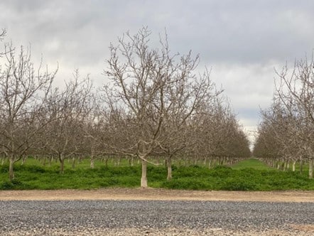Unruh Walnut Orchard