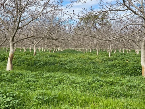 Cover Crops in an Orchard