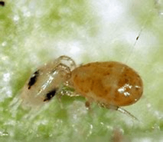 Californicus Mite Preying on a Two-Spotted Mite
