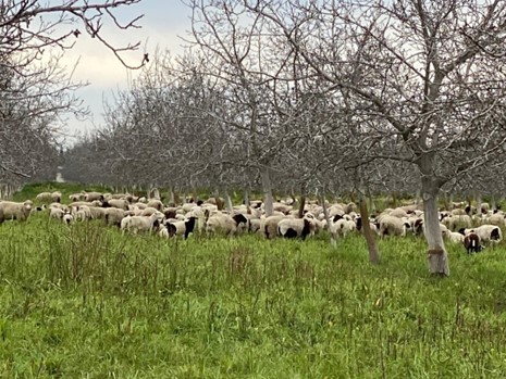 Sheep grazing in Walnut Field
