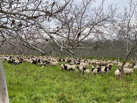 Ewes and Feeder Lambs Grazing