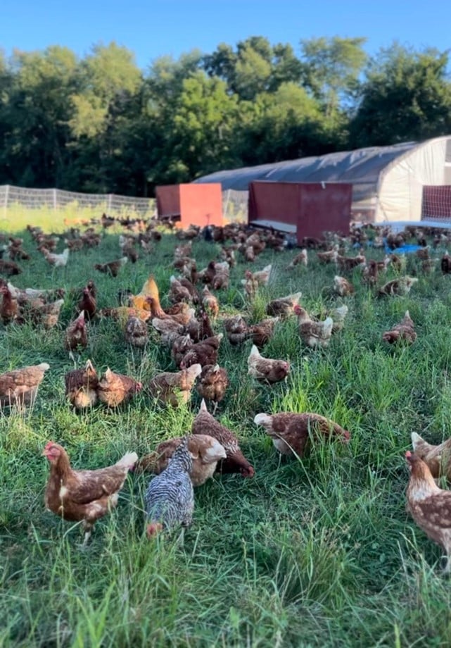 Chickens grazing on pasture