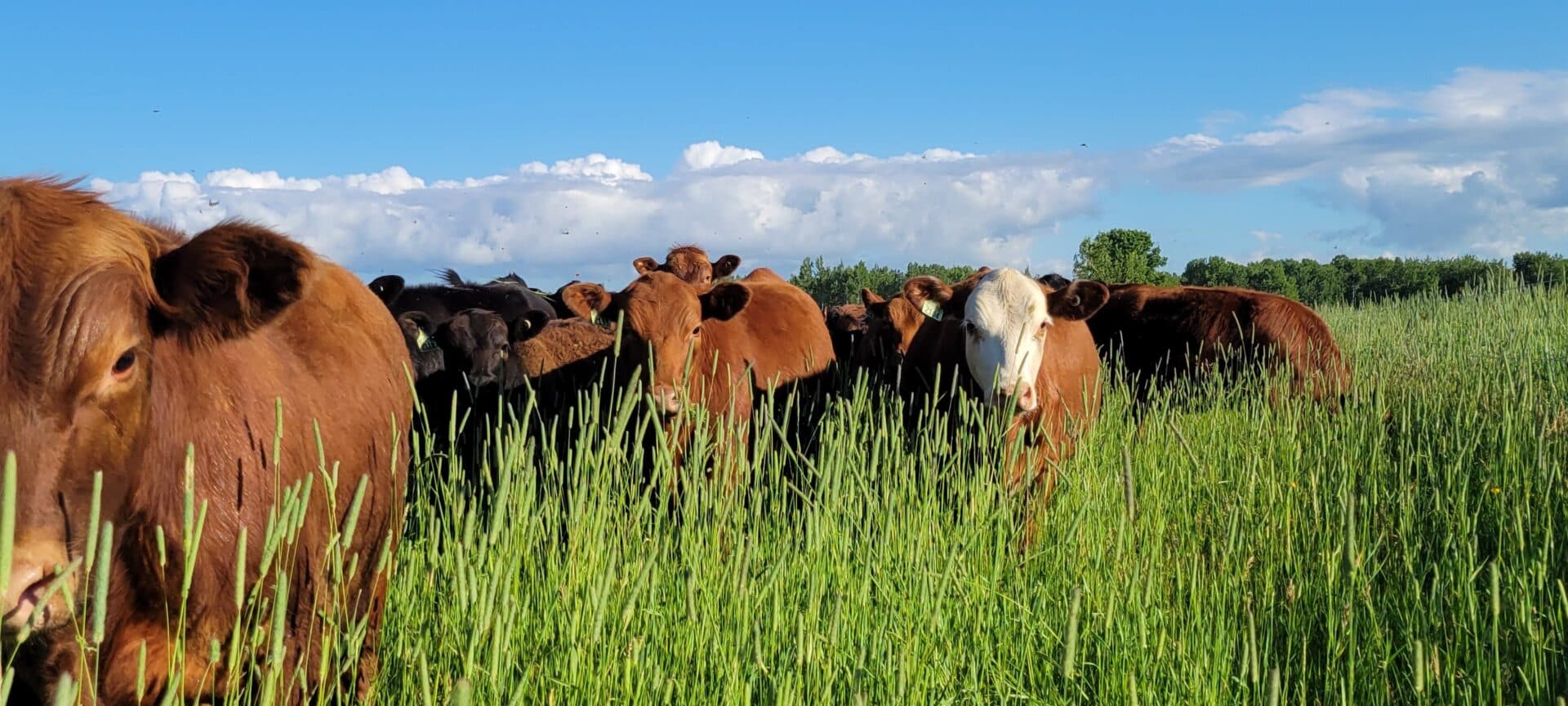 Cattle Grazing in the Upper Peninsula