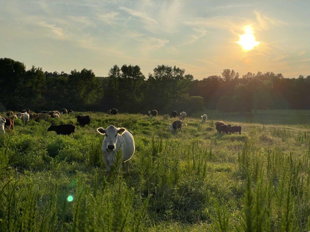 Grass and cows