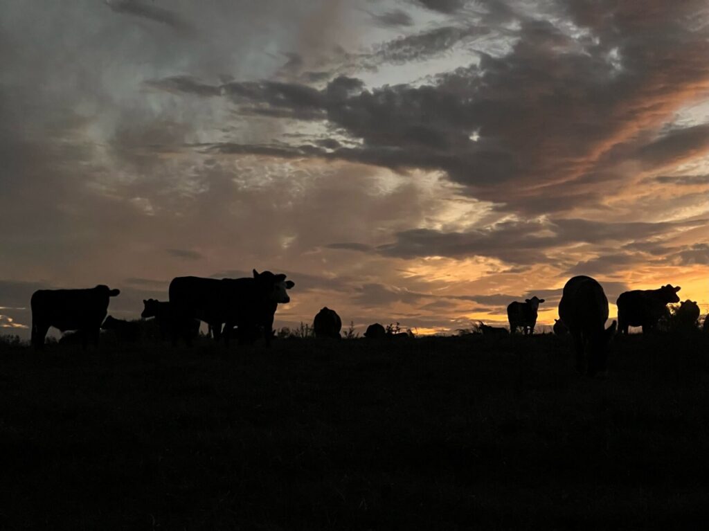 Sunset cows