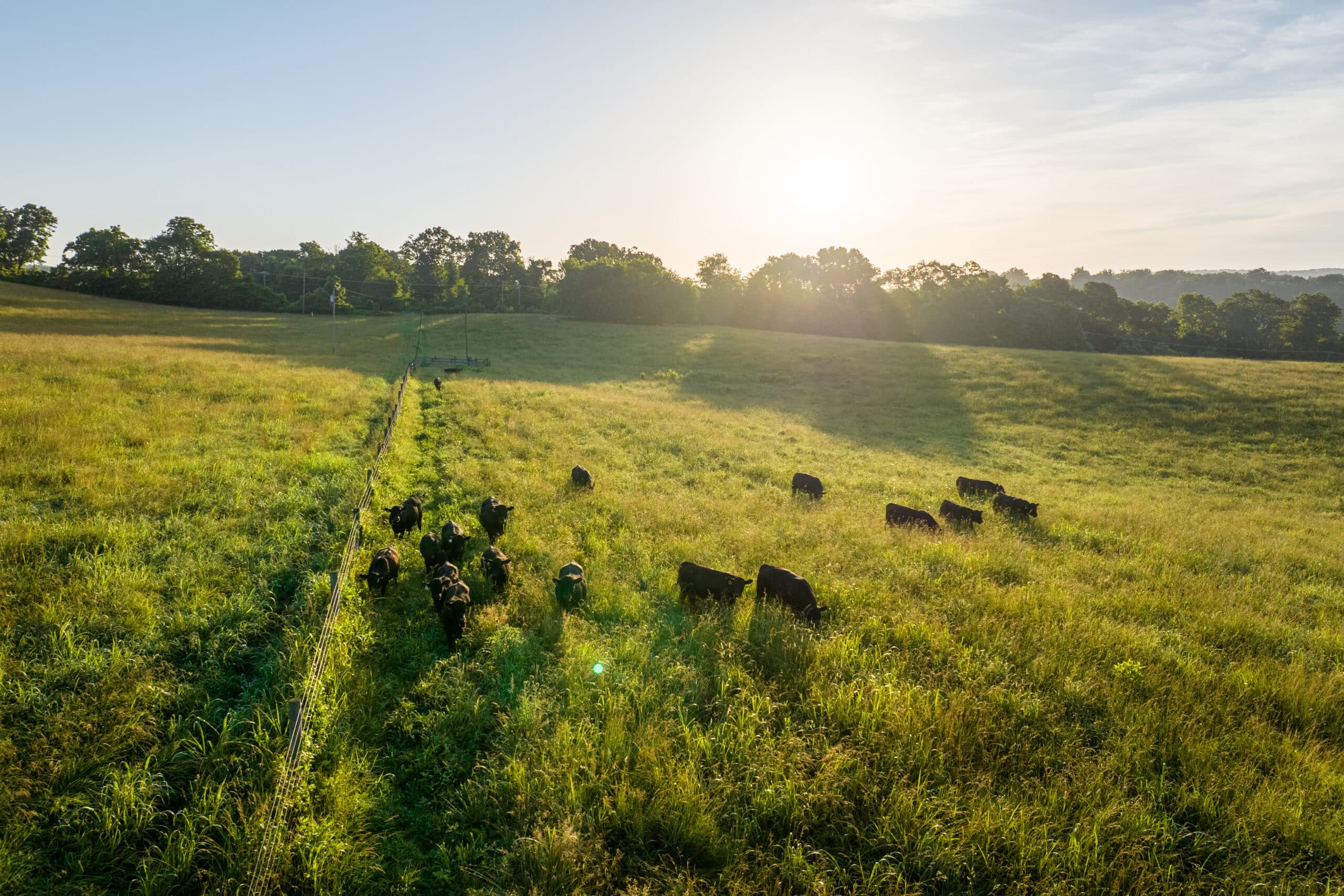 willow green sunrise drone 6.17.22 kinloch farm credit hugh kenny (27 of 36)