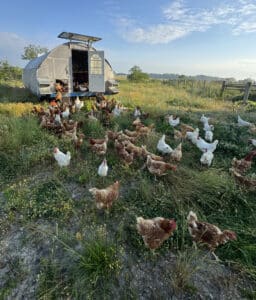 VH Chickens