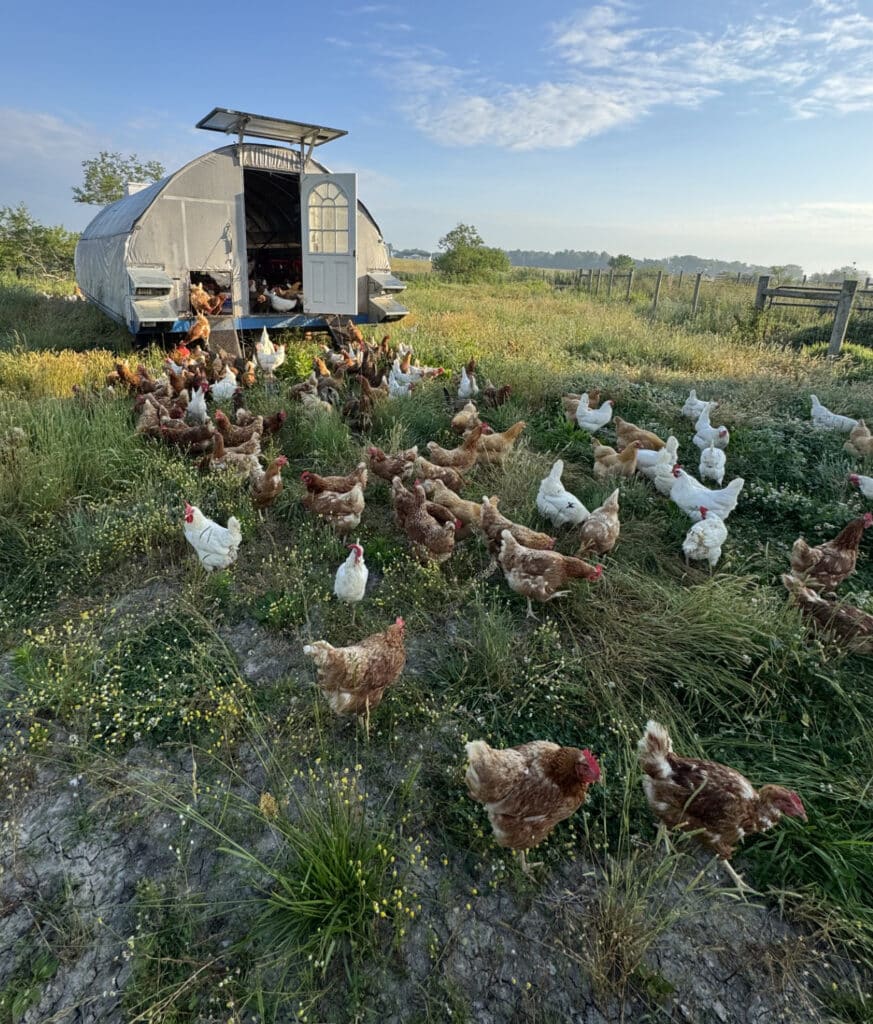 VH Chickens