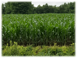 Natural Ways to Increase Crop Yields Without Spending More Money