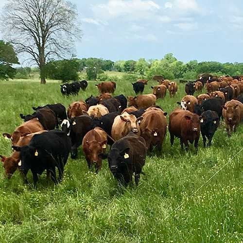 picture of cows in a field to show regenerative grazing practices