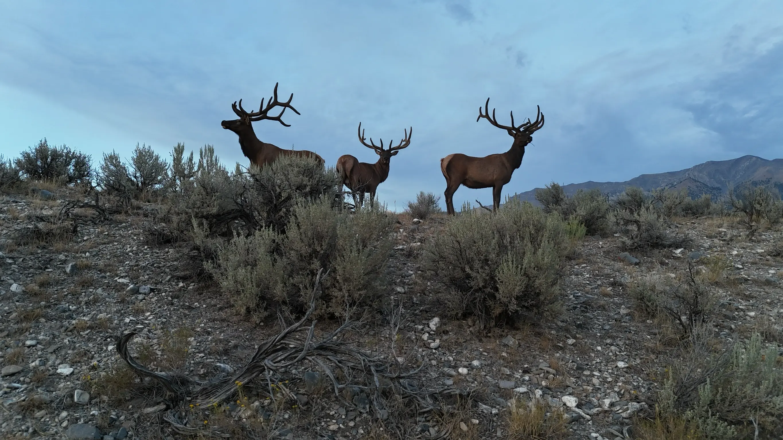 Picture of elk to show why wildlife is disappearing from agricultural land and how better land management can reverse it